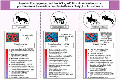 Baselining physiological parameters in three muscles across three equine breeds. What can we learn from the horse?